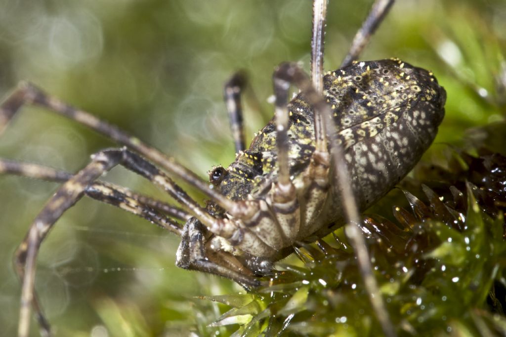 Lacinius dentiger  (Phalangiidae)
